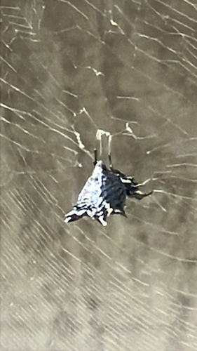 Spined Micrathena