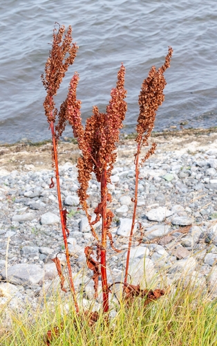 Rumex occidentalis, photograph 3
