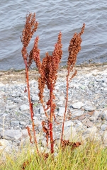 Rumex occidentalis, photograph (c) Bailey Duncan, some rights reserved (CC BY)