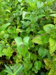 Ipomoea sagittifolia