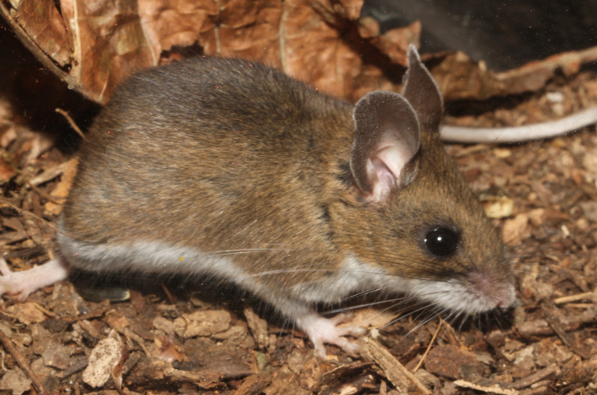 Rat n De Campo Animal