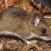 North American Deer Mice - Photo (c) waynevand, some rights reserved (CC BY-NC)