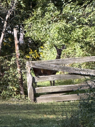 White-tailed Deer
