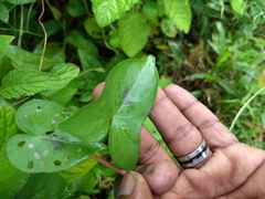 Ipomoea sagittifolia