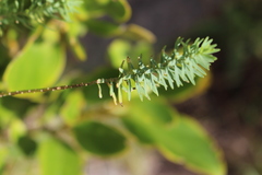 Linum monogynum monogynum