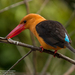 Brown-winged Kingfisher - Photo (c) Bikash Das, some rights reserved (CC BY), uploaded by bikashdas