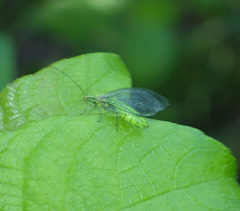 Hypochrysa elegans