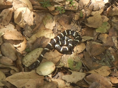 iNaturalist observation photo of California King Snake