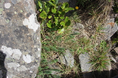 Linum monogynum monogynum