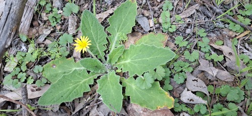 Austral bear’s-ears