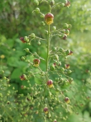 Scrophularia scopolii