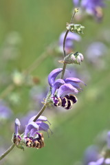 Salvia indica
