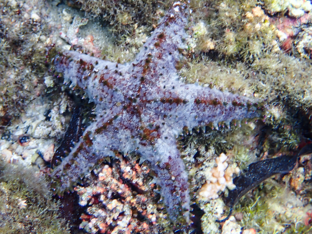 Sheriff-badge Sea Star