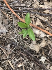 Helianthus occidentalis