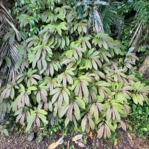 Elatostema rugosum, photograph 6
