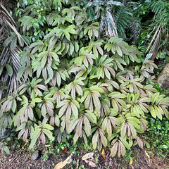 Elatostema rugosum, photograph (c) Tom Beard, some rights reserved (CC BY)