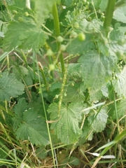 Scrophularia scopolii