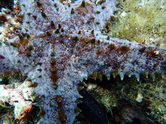 Asteropsis carinifera