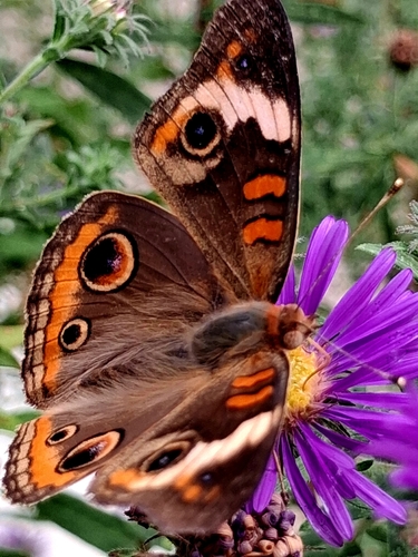 Common Buckeye