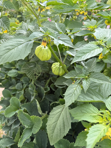 Large-flowered Tomatillo
