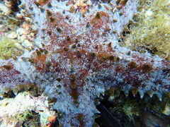 Asteropsis carinifera