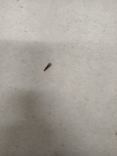Cryptolestes