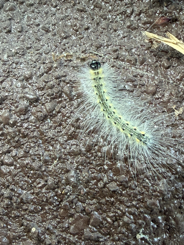 Fall Webworm Moth