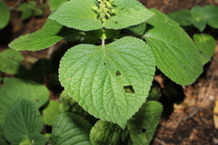 Salvia tiliifolia, photograph (c) Rodolfo Maximiliano Gutiérrez-Sánchez, some rights reserved (CC BY)
