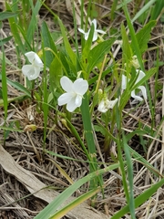 Viola accrescens