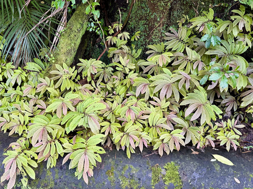 Elatostema rugosum, photograph 5