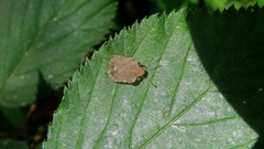 Dyroderes umbraculatus