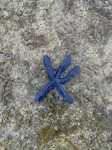 Blue Linckia
