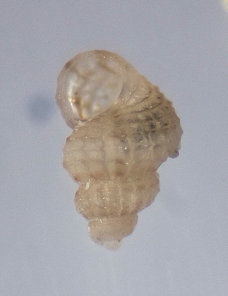 Alvania monserratensis