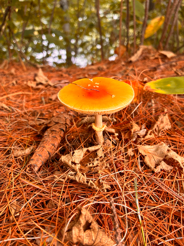 Frost's Amanita