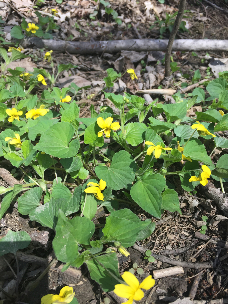Viola pubescens scabriuscula (Viola of the Chicago Region
