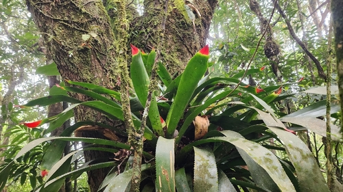 Wittrockia superba