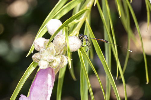 iNaturalist observation photo of Javelin Wasp