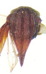 Membracinae