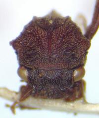 Membracinae