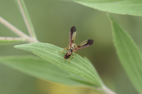 Brown Wasp Mantidfly