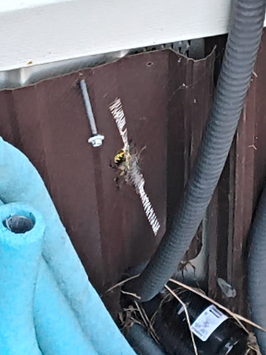 Yellow Garden Spider