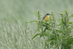 Motacilla flava cinereocapilla