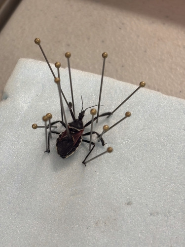 iNaturalist observation photo of California Bee Assassin