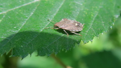 Dyroderes umbraculatus