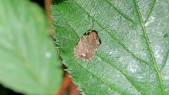 Dyroderes umbraculatus