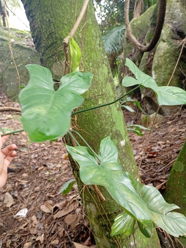 Philodendron nadruzianum