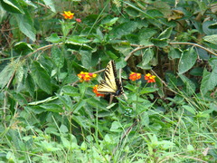 Papilio alexiares