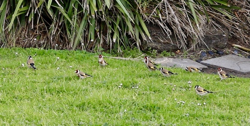 European Goldfinch
