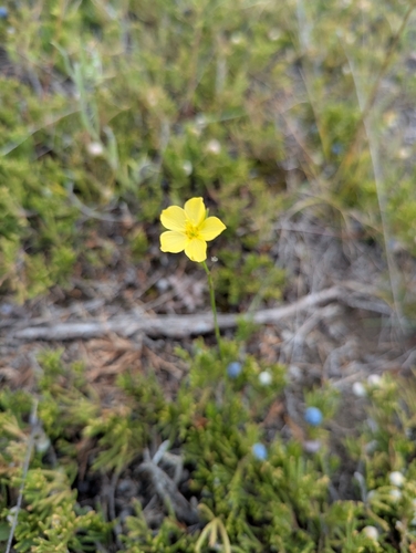 Linum rigidum, 2026-09-08
