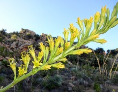Agave schottii